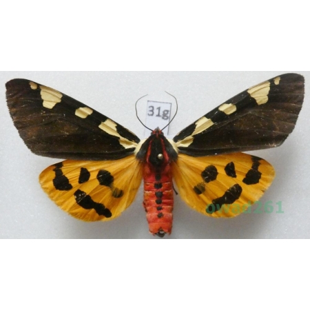 Pericallia matronula (Linnaeus, 1758) male ex. ovo, Poland 78mm31g